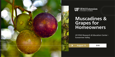 Featured event banner: Muscadines and Grapes for Homeowners