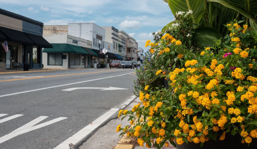 A pot of beautiful yellow lantana flowers are in focus with the background of historic downtown Lake City, Florida.