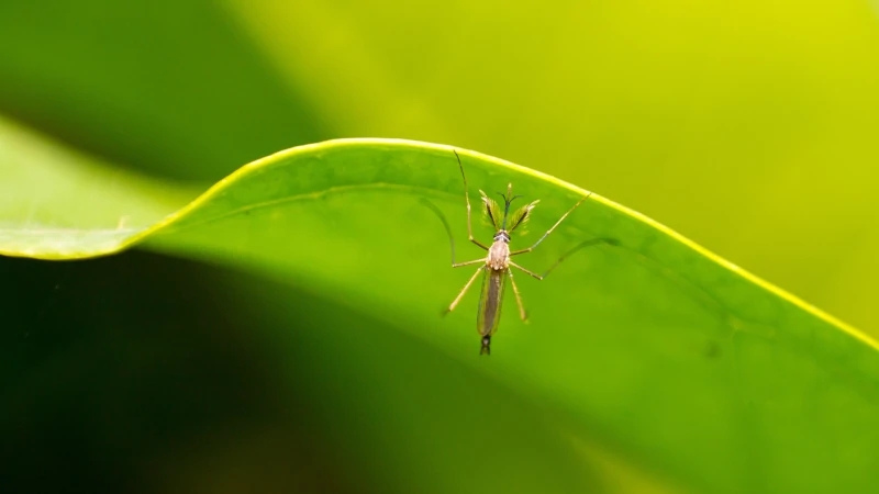 Mosquito on a leaf